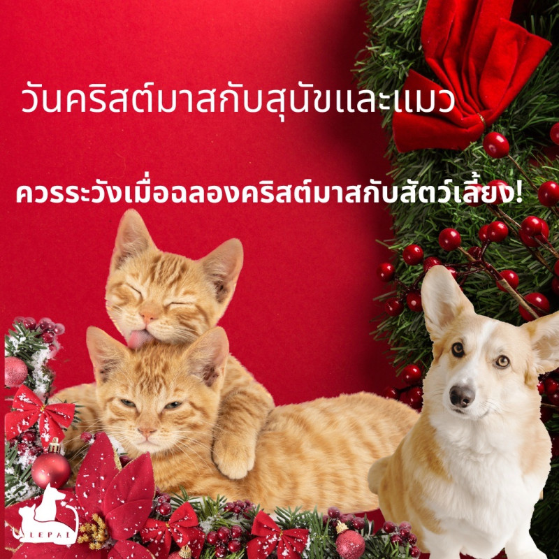 [วันคริสต์มาสกับสุนัขและแมว] ควรระวังเมื่อฉลองคริสต์มาสกับสัตว์เลี้ยง!