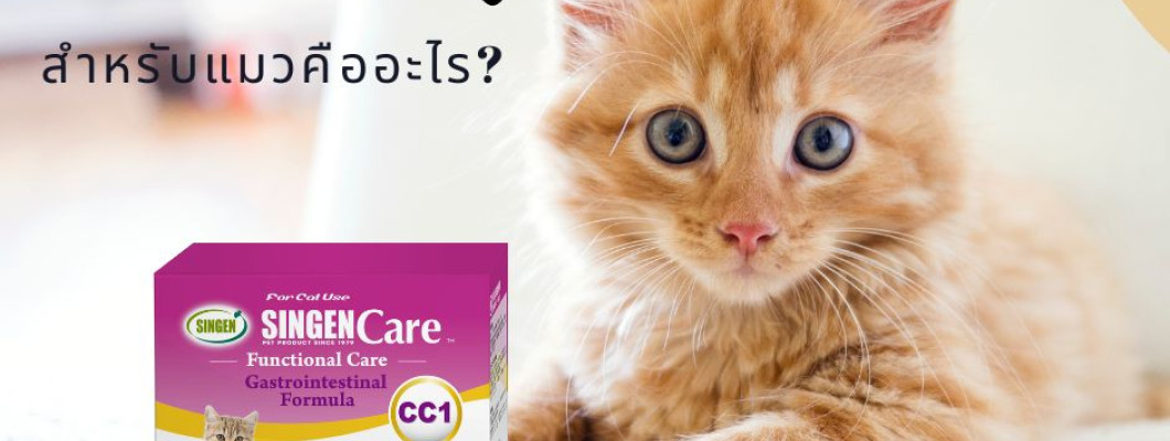 ประโยชน์ของอาหารเสริมโปรไบโอติก (Probiotics) สำหรับแมวคืออะไร?