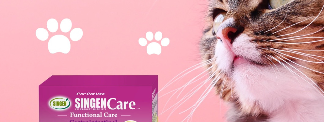 อาหารเสริมโปรไบโอติก (Probiotics) สำหรับแมวต้องกินอย่างไร? วิธีการให้อาหารเสริมโปรไบโอติกสำหรับแมว