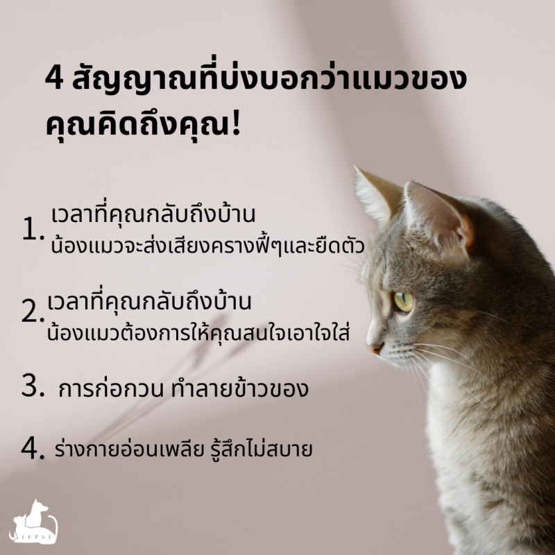 เมื่อเวลาที่เราไม่อยู่บ้าน น้องแมวจะคิดถึงเรามั้ยน้า? 4 สัญญาณที่บ่งบอกว่าแมวของคุณคิดถึงคุณ!