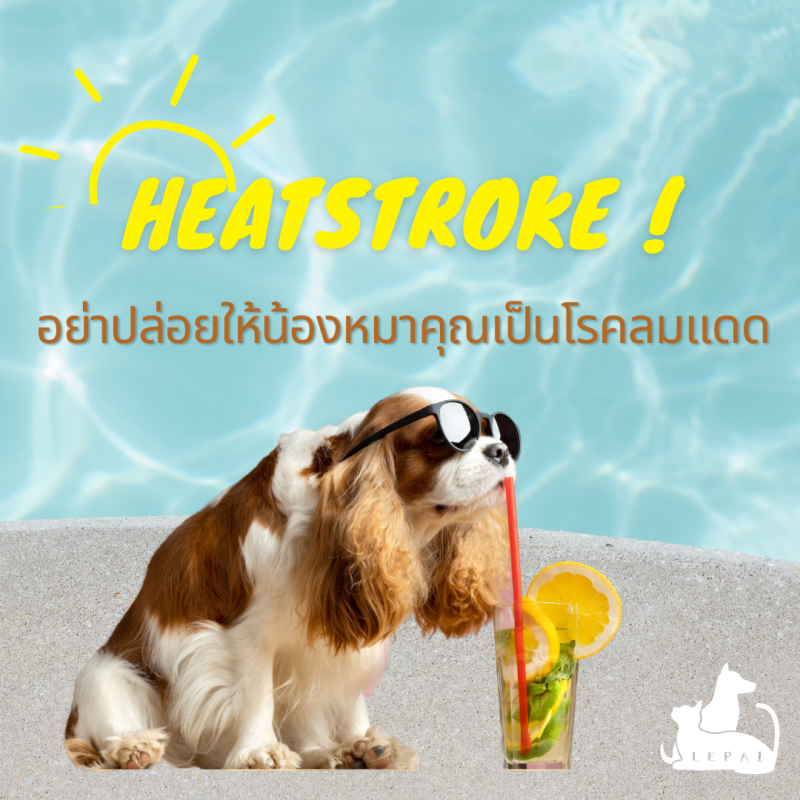 อย่าปล่อยให้น้องหมาคุณเป็นโรคลมแดด Heatstroke !