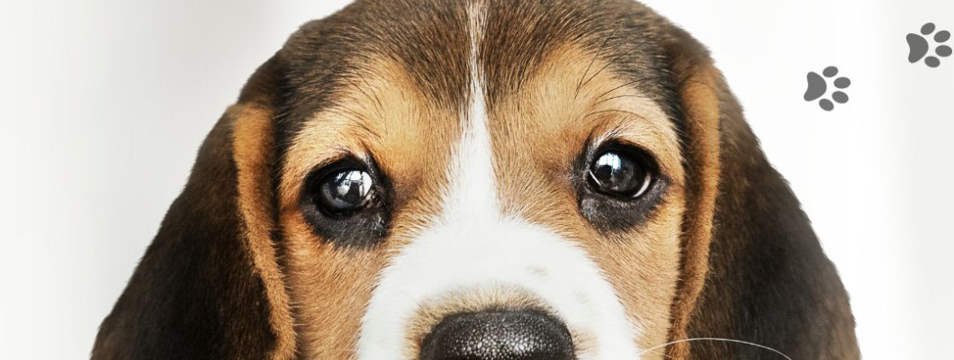 ทำไมดวงตาของน้องหมาจึงดูไร้เดียงสาและน่ารักจังนะ?