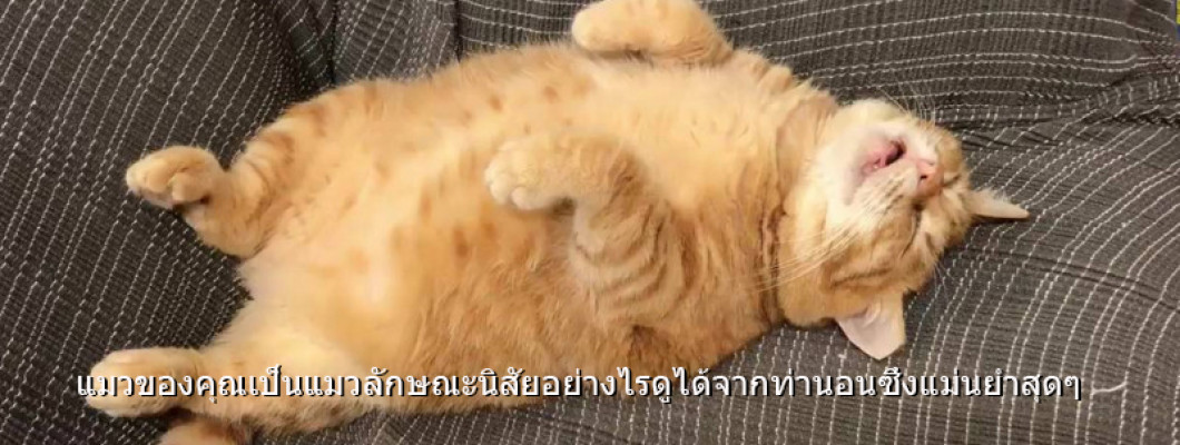 แมวของคุณเป็นแมวลักษณะนิสัยอย่างไรดูได้จากท่านอนซึ่งแม่นยำสุดๆ?