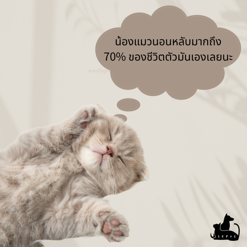 น้องแมวนอนหลับมากถึง 70% ของชีวิตตัวมันเองเลยนะ