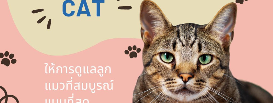 6 อาการของโรคตาแมวที่พบได้บ่อย ทาสแมวทั้งหลายรู้หรือไม่
